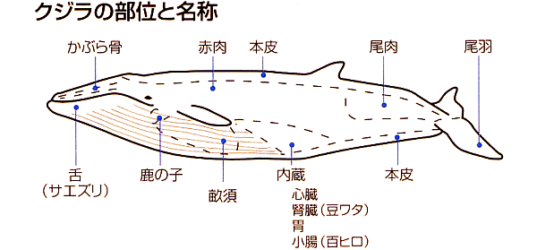 鯨の部位説明